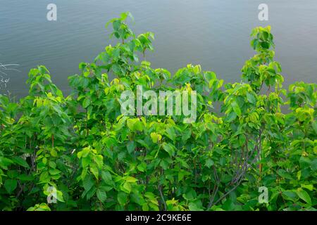 Gifteiche (Toxicodendron Diversilobum), Cottonwood Canyon State Park, John Day River State Scenic Waterway, Oregon Stockfoto