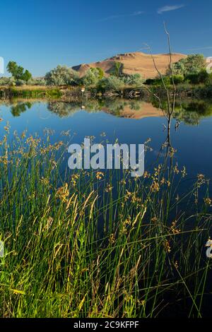 Tower Pond, McNary Wildlife Nature Area, Oregon Stockfoto