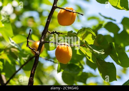 Aprikosenfrucht aus einem kleinen Aprikosenbaum im Garten. Stockfoto