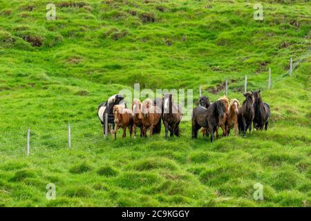 Viele gute Pferde standen auf einem Bauernhof im ländlichen Island. Umgeben von Natur und leuchtend grünen Feldern im Sommer, gibt es gelbe Wildblumen ein Stockfoto