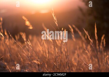 Trockene Grashalme sind auf einem verträumten Foto zu sehen, das bei Sonnenuntergang auf dem Potato Mountain im Claremont Wilderness Park in der Nähe von Los Angeles, Kalifornien, aufgenommen wurde Stockfoto