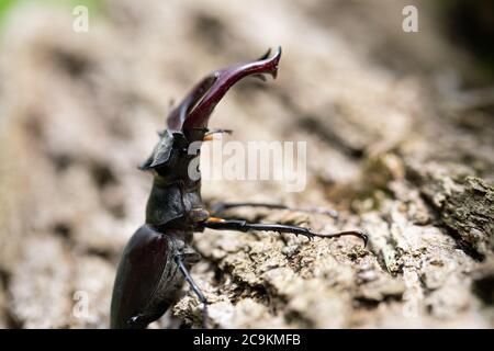 Nahaufnahme eines schönen männlichen Hirschkäfer Stockfoto