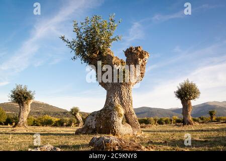 Isolierte und beschnitzte Bäume im Soto de Revenga. Nationalpark Sierra de Guadarrama, in Segovia und Madrid. Stockfoto