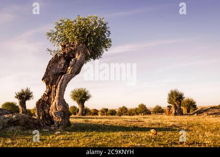 Isolierte und beschnitzte Bäume im Soto de Revenga. Nationalpark Sierra de Guadarrama, in Segovia und Madrid. Stockfoto