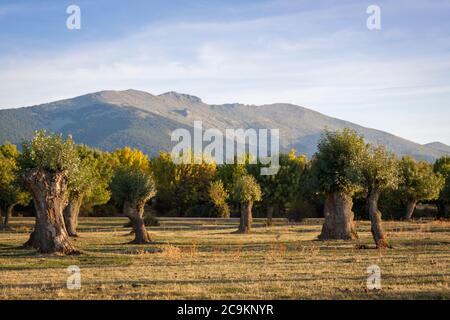 Isolierte und beschnitzte Bäume im Soto de Revenga. Nationalpark Sierra de Guadarrama, in Segovia und Madrid. Stockfoto