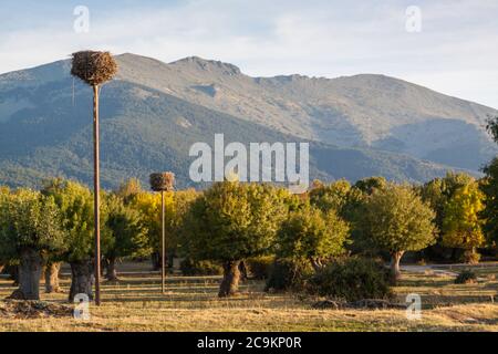 Isolierte und beschnitzte Bäume im Soto de Revenga. Nationalpark Sierra de Guadarrama, in Segovia und Madrid. Stockfoto