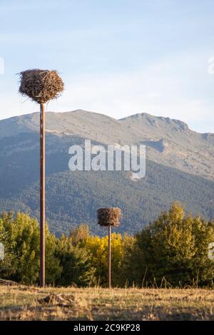 Isolierte und beschnitzte Bäume im Soto de Revenga. Nationalpark Sierra de Guadarrama, in Segovia und Madrid. Stockfoto