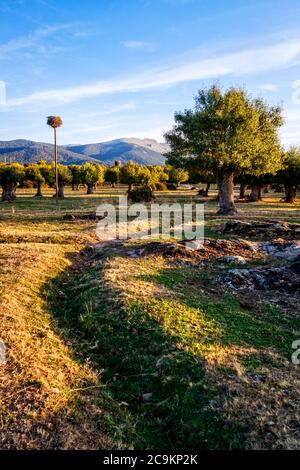 Isolierte und beschnitzte Bäume im Soto de Revenga. Nationalpark Sierra de Guadarrama, in Segovia und Madrid. Stockfoto