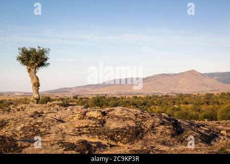 Isolierte und beschnitzte Bäume im Soto de Revenga. Nationalpark Sierra de Guadarrama, in Segovia und Madrid. Stockfoto