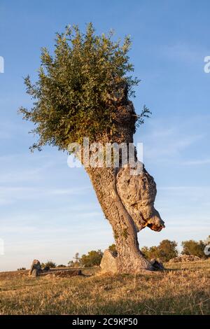 Isolierte und beschnitzte Bäume im Soto de Revenga. Nationalpark Sierra de Guadarrama, in Segovia und Madrid. Stockfoto