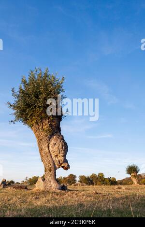 Isolierte und beschnitzte Bäume im Soto de Revenga. Nationalpark Sierra de Guadarrama, in Segovia und Madrid. Stockfoto