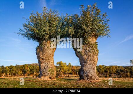 Isolierte und beschnitzte Bäume im Soto de Revenga. Nationalpark Sierra de Guadarrama, in Segovia und Madrid. Stockfoto