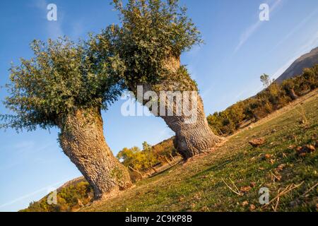 Isolierte und beschnitzte Bäume im Soto de Revenga. Nationalpark Sierra de Guadarrama, in Segovia und Madrid. Stockfoto