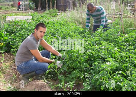 Bauern sammeln Insekten aus Kartoffelblättern im Garten Stockfoto