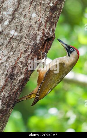 Ein weiblicher Grünspecht (Picus viridis), der vor seinem Nistloch auf einem Pappelstamm steht Stockfoto