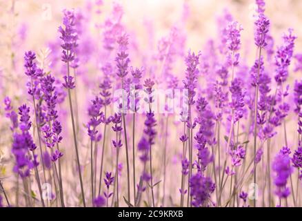 Erstaunliche Lavendel Blumenfeld in der Provence, Frankreich, Lavendelfeld, Sommer Hintergrund Stockfoto