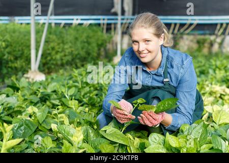 Positive weibliche Gärtner in Schürze arbeiten mit schleichenden Spinat im Treibhaus. Stockfoto
