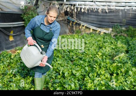 Positive weibliche Gärtner in Schürze gießen Malabar Spinat mit Bewässerung Topf im Treibhaus. Stockfoto