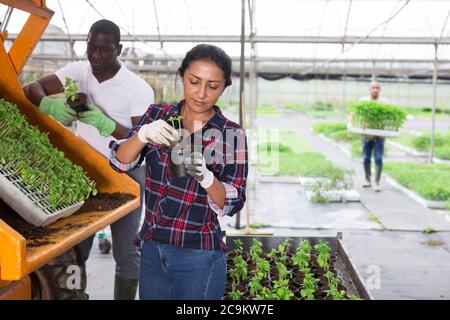 Latina Frau und afro-amerikanischen Mann Farmarbeiter repotting Gemüsekeimlinge im Gewächshaus Stockfoto