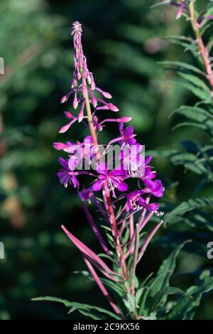 Roseberry Willow Herb Stockfoto