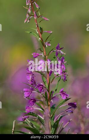 Roseberry Willow Herb Stockfoto