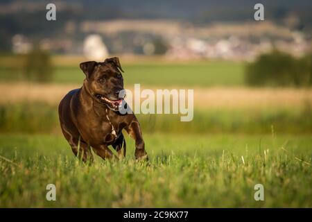 Pit Bull-Mix für Hunde Stockfoto