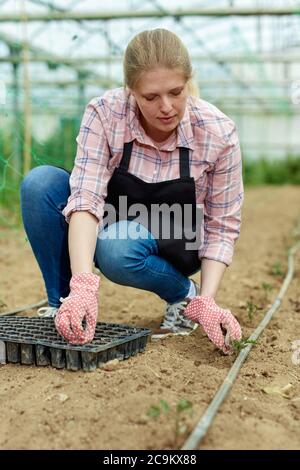 Junge weibliche Gärtner in Schürze und Handschuhen Pflanzen grün Sämlinge im Treibhaus. Stockfoto