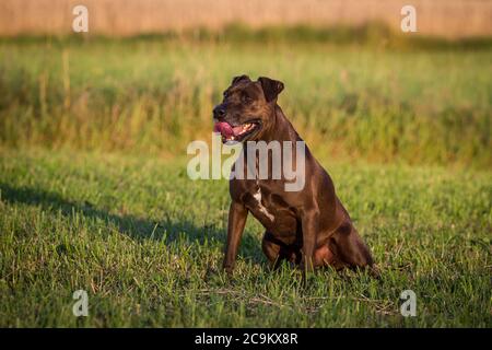 Portrait eines Pit Bull-Mix Hundes in der Abendsonne Stockfoto