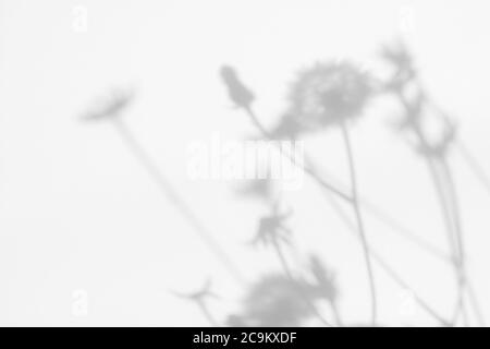 Graue Schatten von Blumen und Gras an der weißen Wand Stockfoto