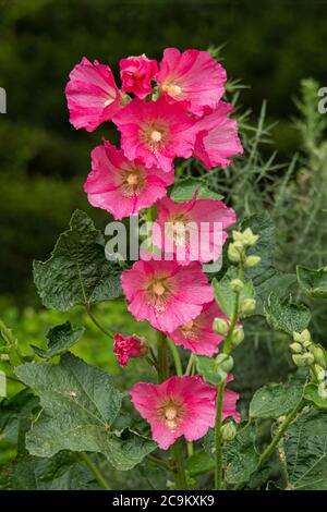 Eine Nahaufnahme einer blühenden Hollyhock-Pflanze mit schönen rosa Blüten und einem natürlichen Hintergrund Stockfoto