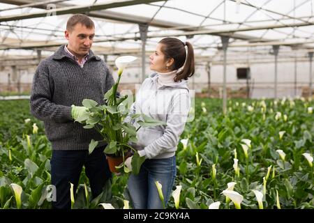 Positive männliche und weibliche Gärtner plaudern während der Gartenarbeit von Calla im Gewächshaus Stockfoto