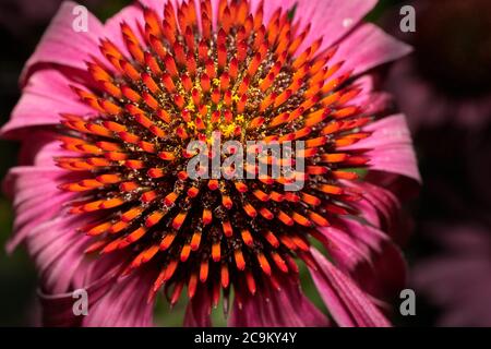 Detaillierter Blick auf die Mitte einer Bressingham-Hybride (Echinacea Purpurea) Blume. Stockfoto