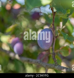Nahaufnahme von roten Pflaumen in einem Baum Stockfoto