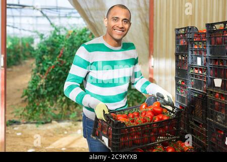 Portrait von fröhlichen hispanischen Bauern, die im Gewächshaus Plastikboxen mit frisch geernteten reifen Tomaten stapeln Stockfoto