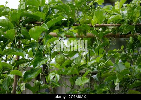 Gesunde Passionsfrucht (Passiflora edulis) Rebe mit vielen Blättern und Laub und einer unreifen Frucht, die von einem Bambusgarten Spalier hängt. Stockfoto