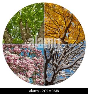 Vier Jahreszeiten in einer Collage. Stockfoto