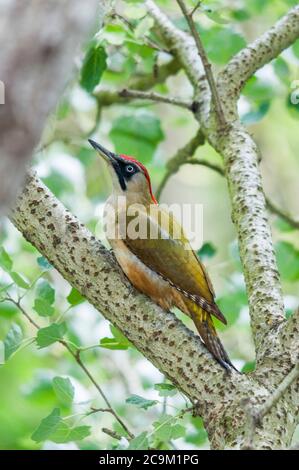 Grünspecht (Picus viridis) Weibchen sitzt auf einem Ast in einem Pappelbaum Stockfoto