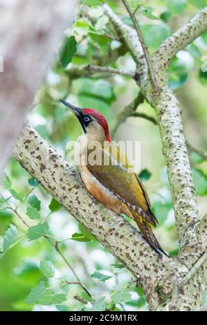 Grünspecht (Picus viridis) Weibchen sitzt auf einem Ast in einem Pappelbaum Stockfoto