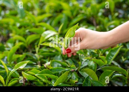 Aus der Nähe sammelt das Mädchen sanft die oberen Teeblätter aus grünen Büschen hoch in den Bergen. Tea Valley Teeproduktion. Stockfoto