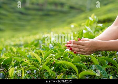 Aus der Nähe sammelt das Mädchen sanft die oberen Teeblätter aus grünen Büschen hoch in den Bergen. Tea Valley Teeproduktion. Stockfoto