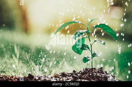 Wasser Tropfen fallen auf Neuen an einem sonnigen Tag im Garten sprießen im Sommer Stockfoto