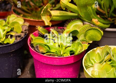 Haushalt Indoor räuberische Blumen Fliegenfänger in Töpfen. Hausangepflanzenladen Stockfoto