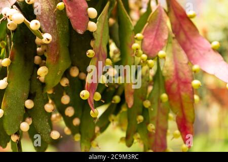 Leuchtend lila rot überhängendes Laub Pseudorhipsalis aus der Nähe. Stockfoto