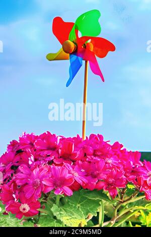 Bunte Windrad auf einem Holzstab in einem Blumentopf mit rosa Blumen gegen einen blauen Himmel stecken Stockfoto