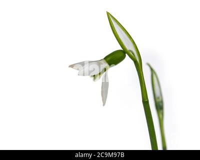 Einzelne Schneeflockenblume, isoliert auf weißem Hintergrund Stockfoto