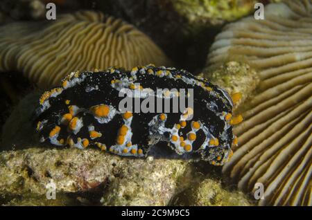 Nudibranch, Sea Slug, Phyllidia sp., Phyllidiidae, Anilao, Batangas, Philippinen, indopazifischer Ozean, Asien Stockfoto