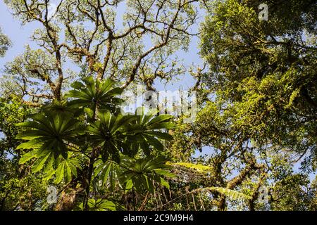 Trompetenbaum, Cecropia peltata, Urticaceae, Monteverde Cloud Forest Reserve, Costa Rica, Centroamerica Stockfoto