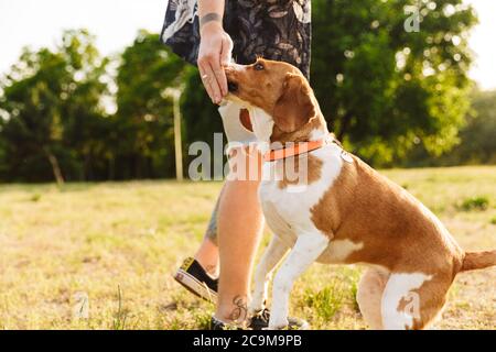 Bild eines jungen kaukasischen bärtigen Mannes, der mit seinem Beagle-Hund spielt, während er im Sommerpark spazieren geht Stockfoto