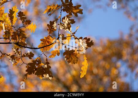 Eichenzweig mit Herbstblättern im Hintergrund mit schönem Bokeh und blauem Himmel Stockfoto