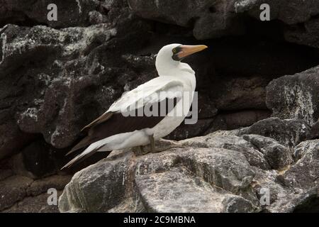 Maskierte Booby auf Lavafelsen der Insel Rábida auf dem Galapagos Archipel. Stockfoto